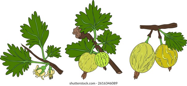 Gooseberry hand drawn vector illustration. Dewberry colored berries and leaves drawing on white background