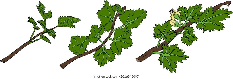 Gooseberry hand drawn vector illustration. Dewberry colored berries and leaves drawing on white background