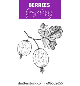 Gooseberry hand drawn vector illustration set. Engraved food image.