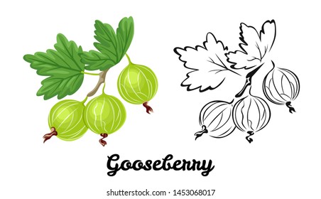 Gooseberry icon set isolated on white background. Color illustration of green ripe berry with a green leaf and black and white contour image. Vector outline and silhouette.