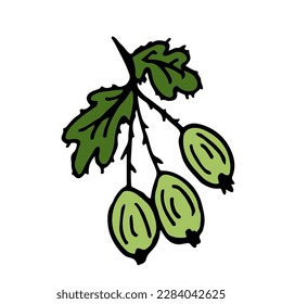 Gooseberry Isolated doodle vector illustration. Concept of summer, fruits, berries and healthy food. Objects for icon, menu, cover, print, poster, cards, web element, social media, card for children.