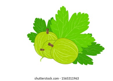 Gooseberry isolated on a white background. Gooseberry icon in flat style. Berry branch with leaves. Ripe fruit vector for juice or jam label, packing, print, advertisement, posters, decoration. EPS 10