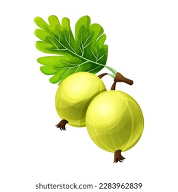 Gooseberry juicy plant in cartoon style isolated on white background. 