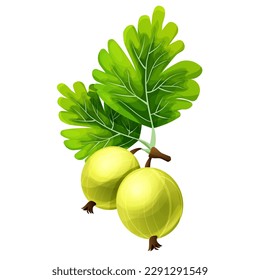 Gooseberry juicy plant in cartoon style isolated on white background. 