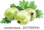 Gooseberry with leaf. Colorful watercolor  illustration vector isolated on white background.
