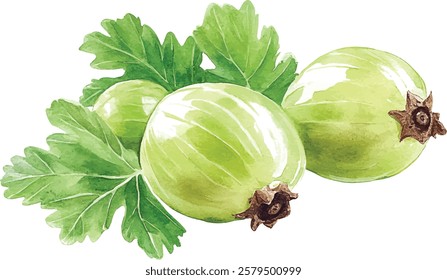 Gooseberry with leaf. Colorful watercolor  illustration vector isolated on white background.
