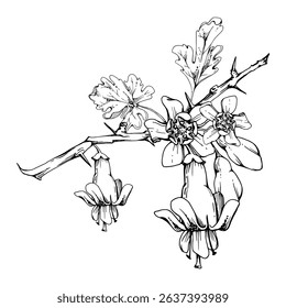 Gooseberry leaves, bell flower buds on thorny spiked branch, juneberry currant. Cut out botanical illustration hand drawn in vector ink. Seasonal farmer calendar, florist shop, wedding stationery