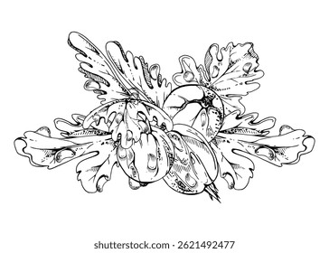 Gooseberry leaves berries in water dew drops, ripe garden Currant huckleberry casseille jostaberry hand drawn in vector ink. Isolated botanical illustration. For restaurant, cafe menu, farmers market