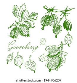 Gooseberry with leaves on a branch, isolated elements, vector illustration, logo, hand-drawing for texture, pattern, design.