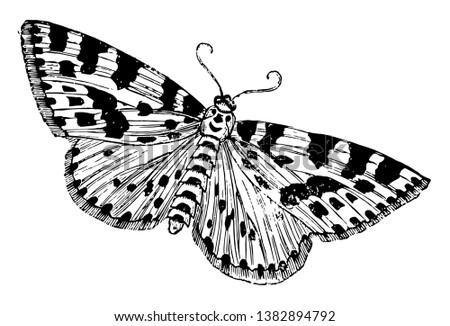 Gooseberry or Magpie Moth is often mistaken for a butterfly, vintage line drawing or engraving illustration.