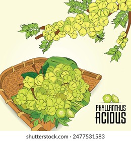 Gooseberry , Phyllanthus Acidus, Nellikai