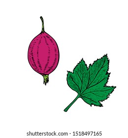 Gooseberry purple ripe (Ribes uva-crisp berry) and green leaf, vector doodle  sketch illustration, element for design