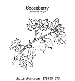 Gooseberry, or Ribes uva-crispa, branch with leaves and fruit, edible and medicinal plant. Botanical hand drawn vector illustration