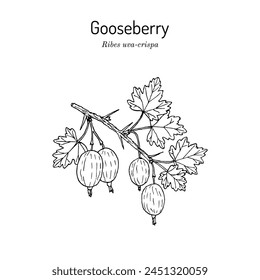 Gooseberry (Ribes uva-crispa), edible and medicinal plant. Hand drawn botanical vector illustration