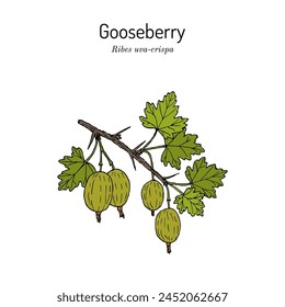 Gooseberry (Ribes uva-crispa), edible and medicinal plant. Hand drawn botanical vector illustration