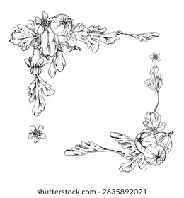 Gooseberry ripe garden berries, bell flower buds leaves hand drawn in vector ink. Currant casseille huckleberry jostaberry. Isolated corner square frame illustration. Wedding stationery, florist shop