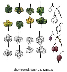 Gooseberry, set of drawn vector isolated colorful autumn leaves and gooseberries realistic on white and background