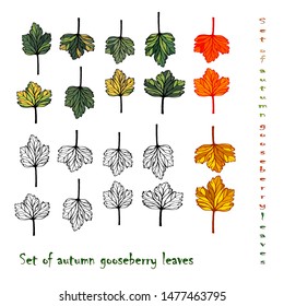 Gooseberry, set of hand drawn vector isolated colorful autumn leaves  of gooseberry realistic on a white background