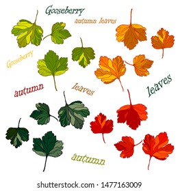 
Gooseberry, set of vector isolated multicolored autumn leaves of gooseberry realistic on a white background