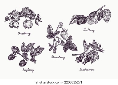 Gooseberry, Strawberry, Mulberry, Raspberry, Blackcurrant Plant With Berries, Flower And Leaves, Simple Doodle Drawing With Inscription, Gravure Style