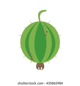 Gooseberry vector. Colorful gooseberry on white background. 