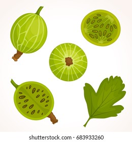 Gooseberry vector. Green berry of goose berries in different angles. A whole, half, a sheet.