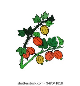 gooseberry vector illustration