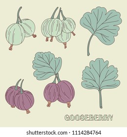 Gooseberry vector illustration. Hand drawn garden berries and leaves. Vintage sketch red and green gooseberries set