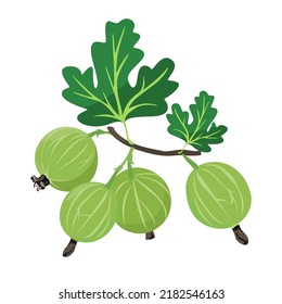 Gooseberry, Vector illustration of a ripe gooseberry isolated on a white background.