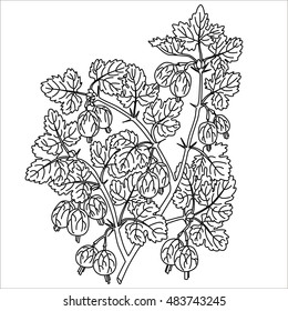 Gooseberry. Vector plant isolated on white background. The concept of graphic image fruits, berries. Design for package of health and beauty natural products. Style Vintage engraving. Black and white.