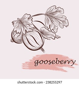 gooseberry. vector sketches