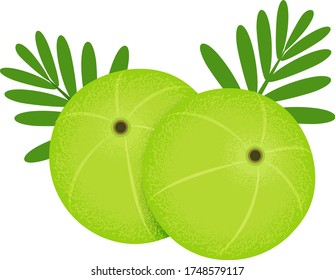 GooseberryAmla fruit Malacca , or amalika Vector illustration. 