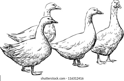 Gooses