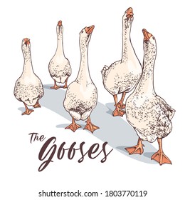 Gooses-Gruppe. T-Shirt Komposition, handgezeichnet Druck. Vektorgrafik.