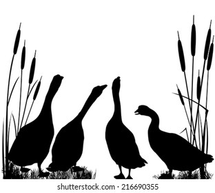 Gooses  silhouettes over white background