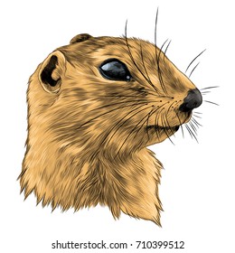 gopher sketch vector graphics color picture head