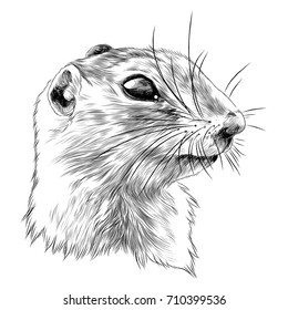 Gopher Sketch Vector Graphics Monochrome Black-and-white Drawing Head