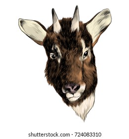 Goral goat sketch vector graphics head colored drawing