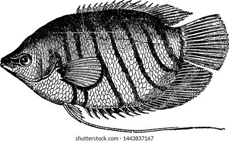 Discus Fish Illustration Drawing Engraving Ink Stock Vector (Royalty ...