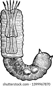 Gordian Worm beginning to protrude the oral apparatus, vintage line drawing or engraving illustration.