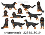 Gordon setter clipart. Different poses, coat colors set.  Vector illustration