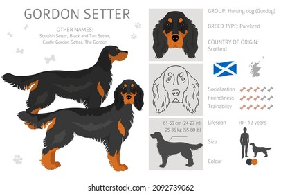 Gordon setter clipart. Different poses, coat colors set.  Vector illustration