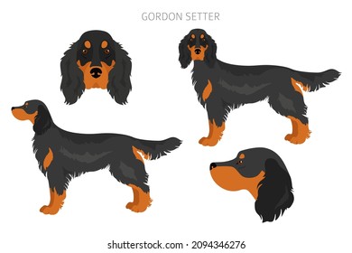 Gordon setter clipart. Different poses, coat colors set.  Vector illustration