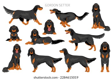 Gordon setter clipart. Different poses, coat colors set.  Vector illustration