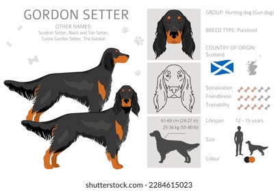 Gordon setter clipart. Different poses, coat colors set.  Vector illustration