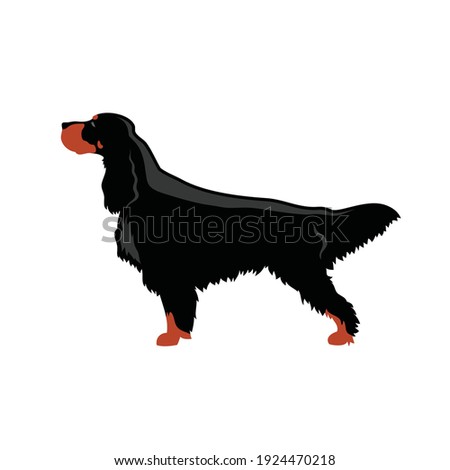 Gordon setter dog breed - isolated vector illustration