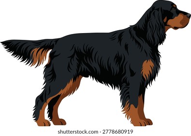 Gordon setter dog standing profile view with dog breed canis lupus familiaris animal portrait long hair white background domestic sporting purebred side view chestnut feathers watchful