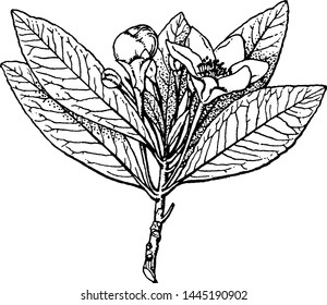 Gordonia vintage engraved illustration drawing. 