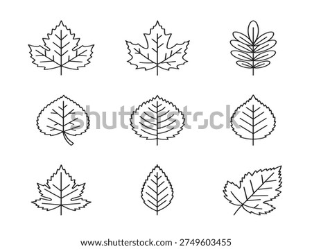 Gorgeous Autumn Leaf Collection with Vibrant Detailed Illustrations