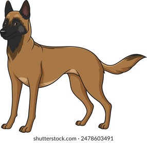 Gorgeous belgian shepherd vector illustration